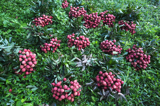 Người dân Lục Ngạn chong đèn thu hoạch vải