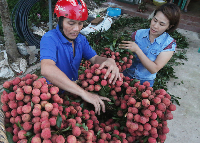 Người dân Lục Ngạn chong đèn thu hoạch vải