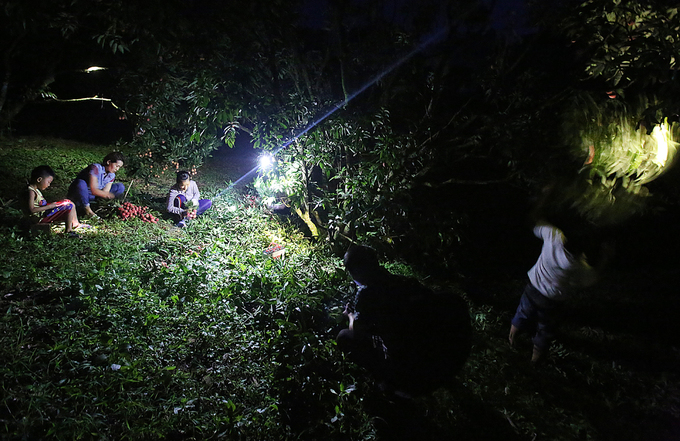 Người dân Lục Ngạn chong đèn thu hoạch vải