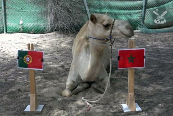 Ronaldo lập công, Bồ Đào Nha tiễn Morocco về nước Ronaldo lập công, Bồ Đào Nha tiễn Morocco về nước