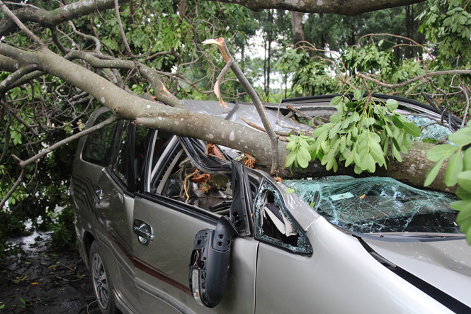 Nhiều cây xanh ở TP.HCM liên tục bị bật gốc trong mưa gió lớn, vì sao?