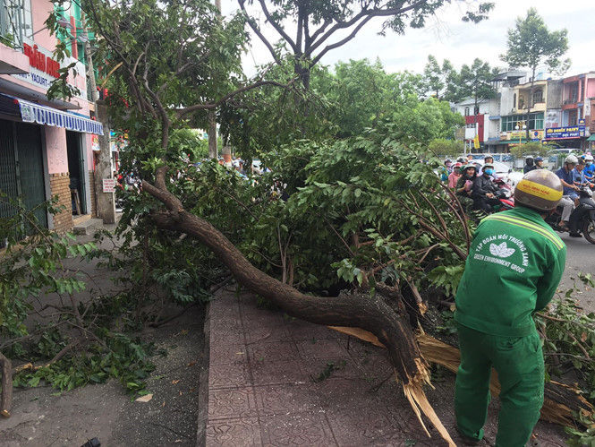 Nhiều cây xanh ở TP.HCM liên tục bị bật gốc trong mưa gió lớn, vì sao?