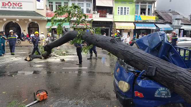 Nhiều cây xanh ở TP.HCM liên tục bị bật gốc trong mưa gió lớn, vì sao?