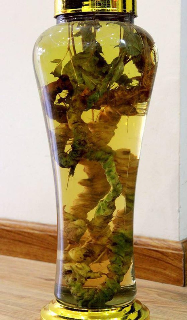 Lạc vào thế giới sâm quý hơn vàng ròng của đại gia Hà Thành