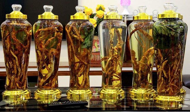 Lạc vào thế giới sâm quý hơn vàng ròng của đại gia Hà Thành