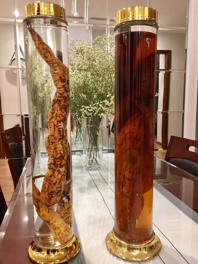 Lạc vào thế giới sâm quý hơn vàng ròng của đại gia Hà Thành