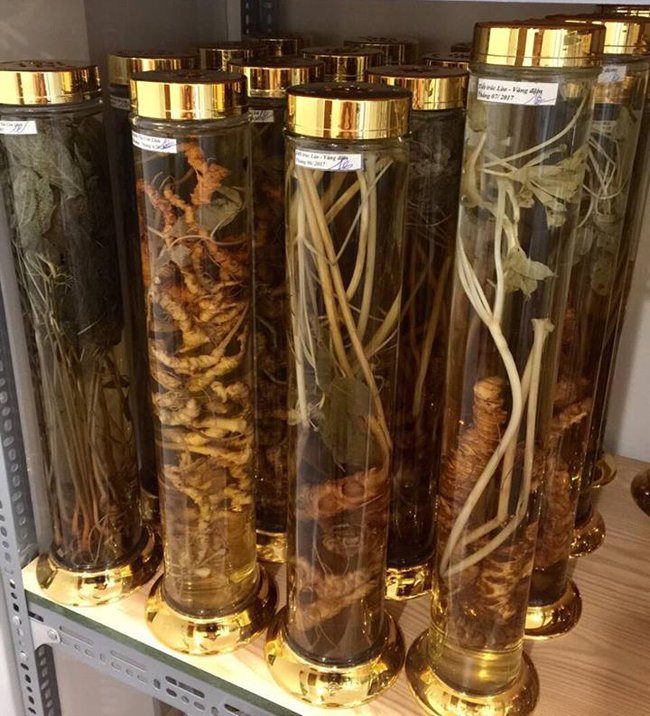 Lạc vào thế giới sâm quý hơn vàng ròng của đại gia Hà Thành