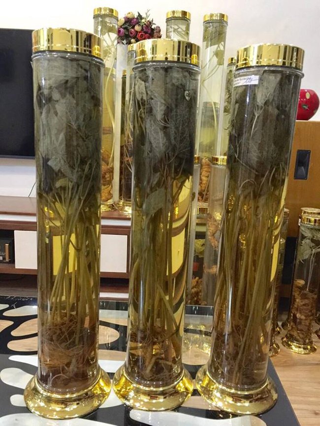 Lạc vào thế giới sâm quý hơn vàng ròng của đại gia Hà Thành