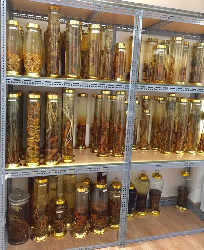 Lạc vào thế giới sâm quý hơn vàng ròng của đại gia Hà Thành