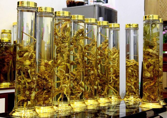 Lạc vào thế giới sâm quý hơn vàng ròng của đại gia Hà Thành