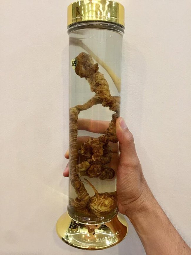 Lạc vào thế giới sâm quý hơn vàng ròng của đại gia Hà Thành