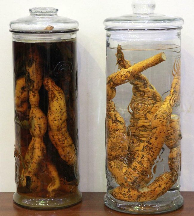 Lạc vào thế giới sâm quý hơn vàng ròng của đại gia Hà Thành