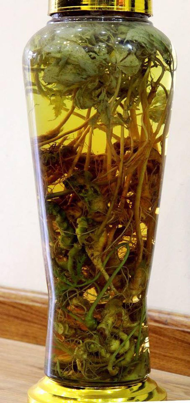 Lạc vào thế giới sâm quý hơn vàng ròng của đại gia Hà Thành