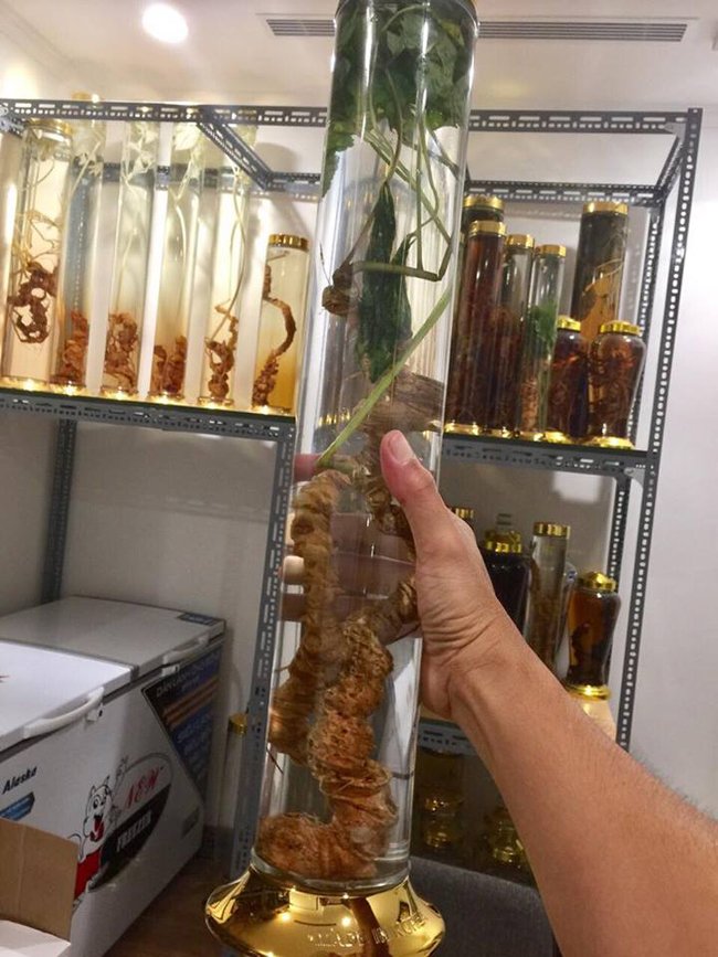 Lạc vào thế giới sâm quý hơn vàng ròng của đại gia Hà Thành