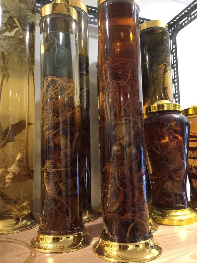 Lạc vào thế giới sâm quý hơn vàng ròng của đại gia Hà Thành