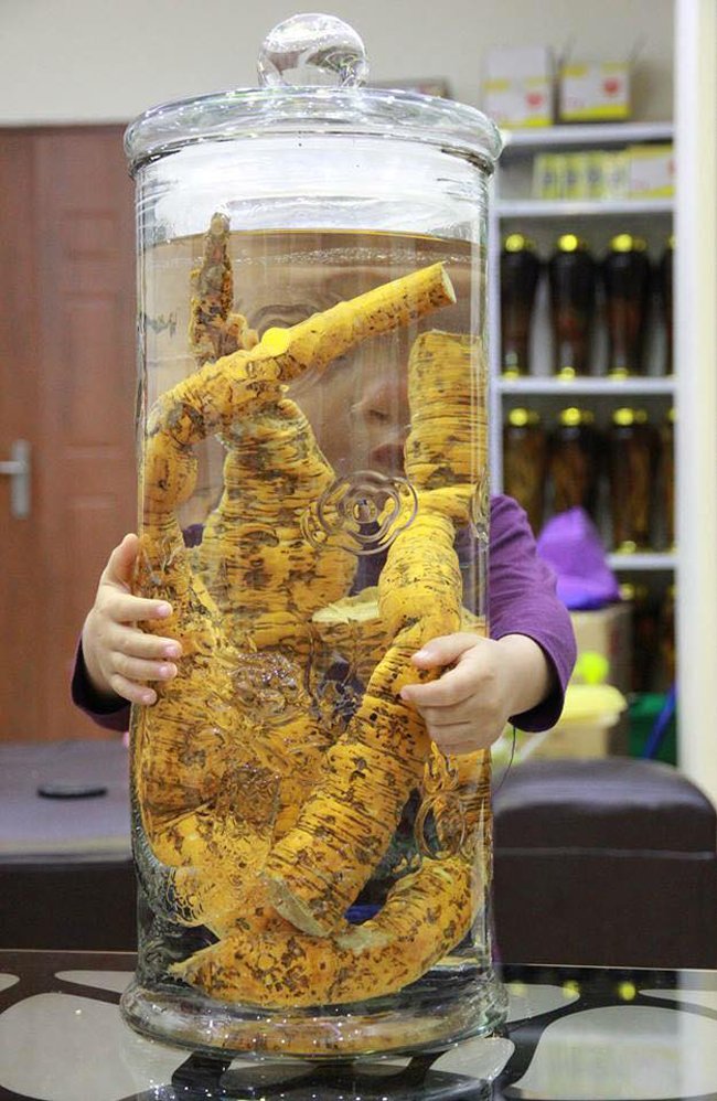 Lạc vào thế giới sâm quý hơn vàng ròng của đại gia Hà Thành