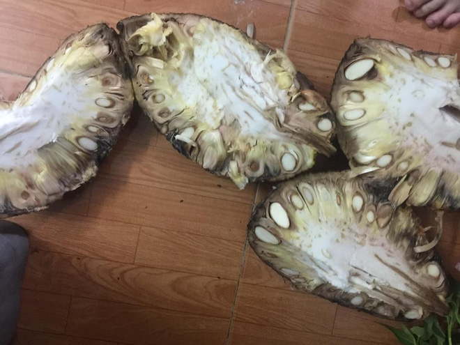 Bổ mít ra không múi đã là chuyện nhàm rồi, đây mít xịn mà vì chủ nâng niu quá đến thối chảy nước mới lạ