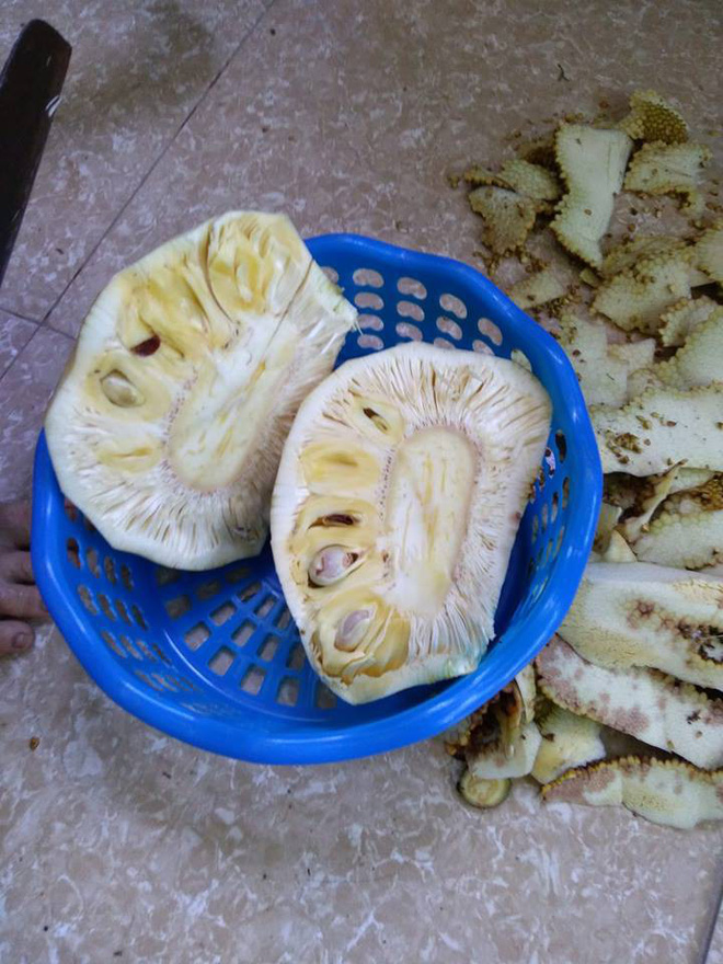 Bổ mít ra không múi đã là chuyện nhàm rồi, đây mít xịn mà vì chủ nâng niu quá đến thối chảy nước mới lạ