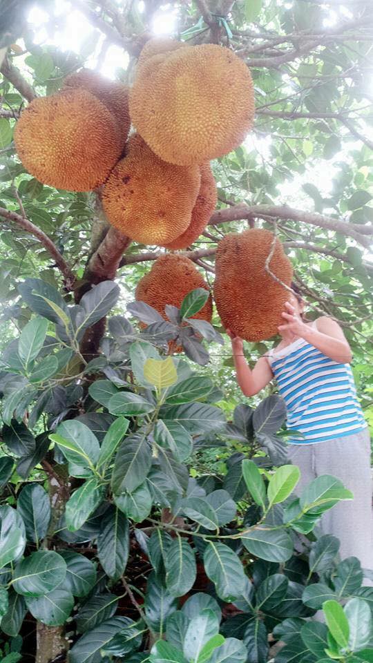 Bổ mít ra không múi đã là chuyện nhàm rồi, đây mít xịn mà vì chủ nâng niu quá đến thối chảy nước mới lạ