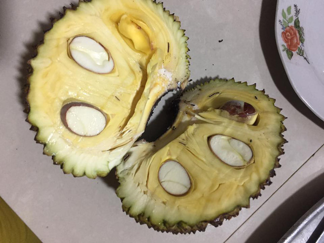 Bổ mít ra không múi đã là chuyện nhàm rồi, đây mít xịn mà vì chủ nâng niu quá đến thối chảy nước mới lạ