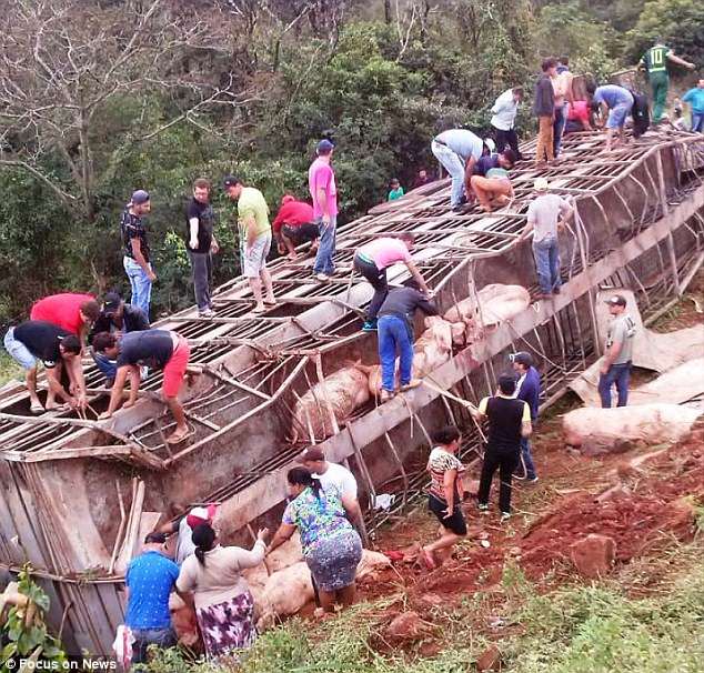 Xe chở hơn 100 con lợn bị lật, dân lao ra hôi của chất đầy xe