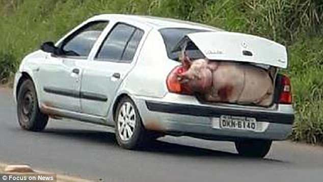 Xe chở hơn 100 con lợn bị lật, dân lao ra hôi của chất đầy xe