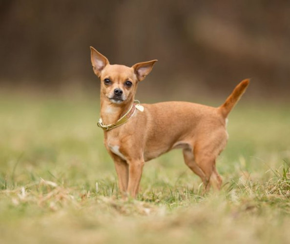 13 chuyện lạ chẳng ai tin nổi, Việt Nam cũng góp mặt