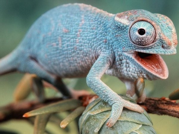 13 chuyện lạ chẳng ai tin nổi, Việt Nam cũng góp mặt