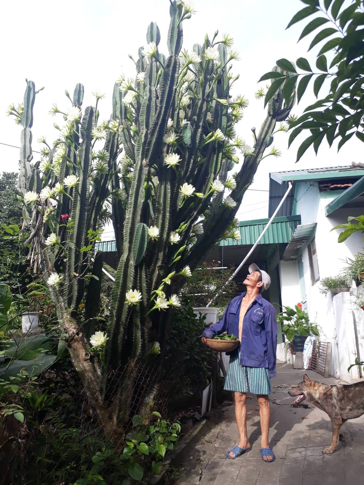 Cây xương rồng khủng long 30 năm tuổi nở hoa trắng muốt ở Quảng Ninh