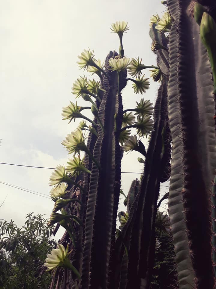 Cây xương rồng khủng long 30 năm tuổi nở hoa trắng muốt ở Quảng Ninh Cây xương rồng khủng long 30 năm tuổi nở hoa trắng muốt ở Quảng Ninh