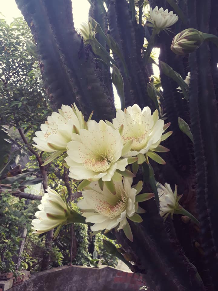 Cây xương rồng khủng long 30 năm tuổi nở hoa trắng muốt ở Quảng Ninh Cây xương rồng khủng long 30 năm tuổi nở hoa trắng muốt ở Quảng Ninh