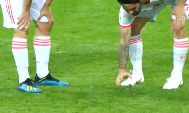 Sao Tây Ban Nha được tôn vinh tại World Cup vì… cứu chú chim