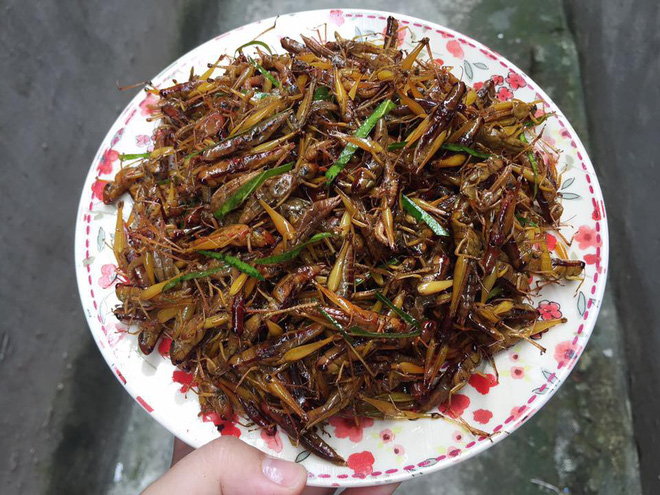 Kiếm bộn tiền nhờ bán đặc sản côn trùng kinh dị chiều lòng dân nhậu mùa World Cup