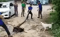 Trăn khổng lồ mắc kẹt, bị chó cắn ngập răng, người mặc sức kéo lê khắp nơi Trăn khổng lồ mắc kẹt, bị chó cắn ngập răng, người mặc sức kéo lê khắp nơi