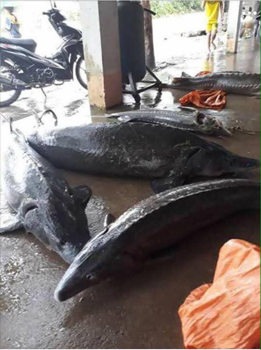 Lai Châu: Cá tầm giống được rao bán đầy đường như bán rau sau trận lũ lớn