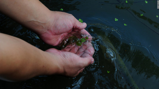Tử vong sau 3 ngày ăn hải sản sống: Bác sĩ cảnh báo những hệ lụy nếu ăn uống thiếu cẩn thận