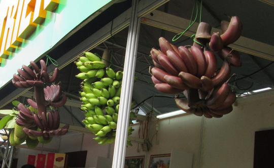 Thực hư về loại chuối đỏ 300.000 đồng/kg
