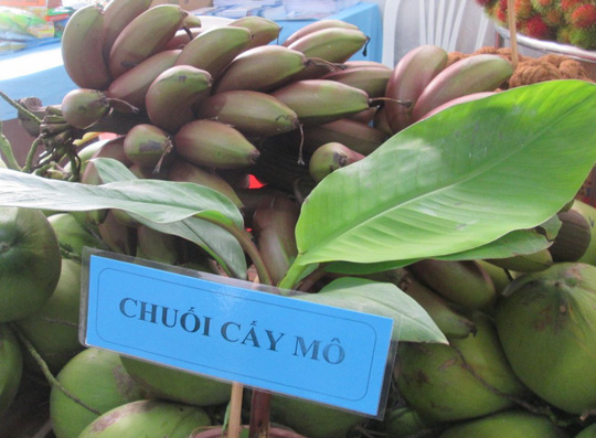 Thực hư về loại chuối đỏ 300.000 đồng/kg