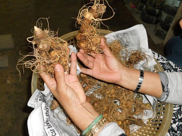 Chủ tịch huyện tiết lộ nhà đại gia trên núi có 500 tỷ đồng