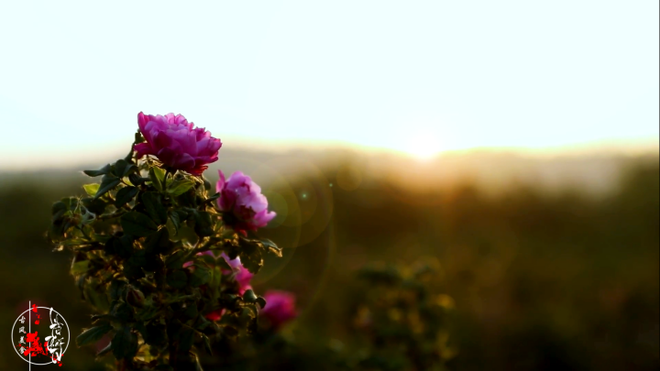 Cuộc sống đẹp như trong mơ với khu vườn không khác gì cổ tích của cô gái trẻ vừa xinh đẹp lại vô cùng đa tài