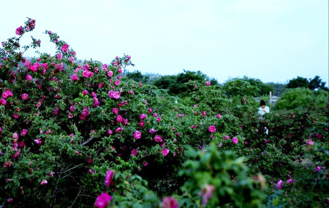 Cuộc sống đẹp như trong mơ với khu vườn không khác gì cổ tích của cô gái trẻ vừa xinh đẹp lại vô cùng đa tài