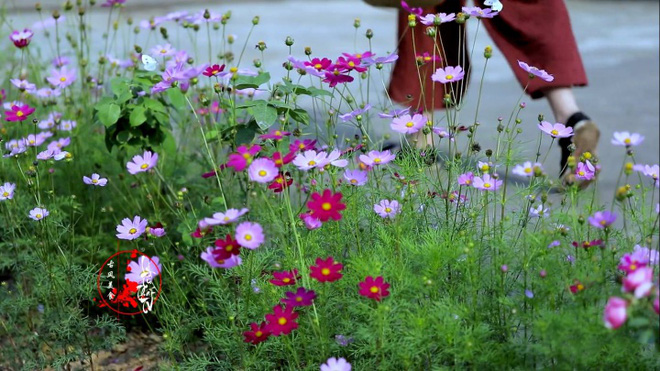 Cuộc sống đẹp như trong mơ với khu vườn không khác gì cổ tích của cô gái trẻ vừa xinh đẹp lại vô cùng đa tài