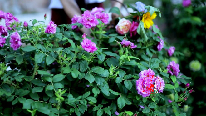 Cuộc sống đẹp như trong mơ với khu vườn không khác gì cổ tích của cô gái trẻ vừa xinh đẹp lại vô cùng đa tài