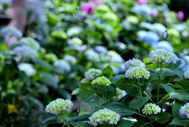 Cuộc sống đẹp như trong mơ với khu vườn không khác gì cổ tích của cô gái trẻ vừa xinh đẹp lại vô cùng đa tài