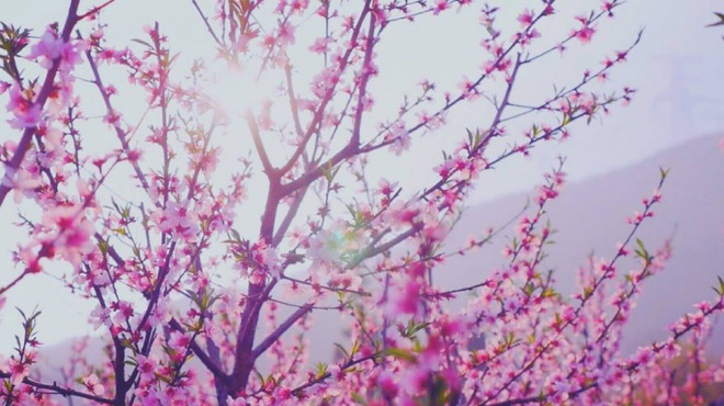 Cuộc sống đẹp như trong mơ với khu vườn không khác gì cổ tích của cô gái trẻ vừa xinh đẹp lại vô cùng đa tài