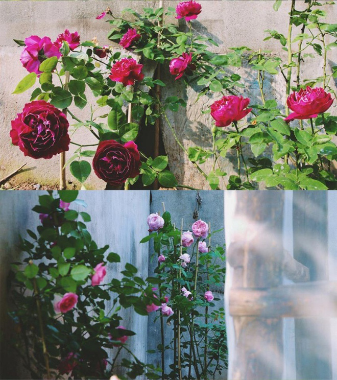 Cuộc sống đẹp như trong mơ với khu vườn không khác gì cổ tích của cô gái trẻ vừa xinh đẹp lại vô cùng đa tài