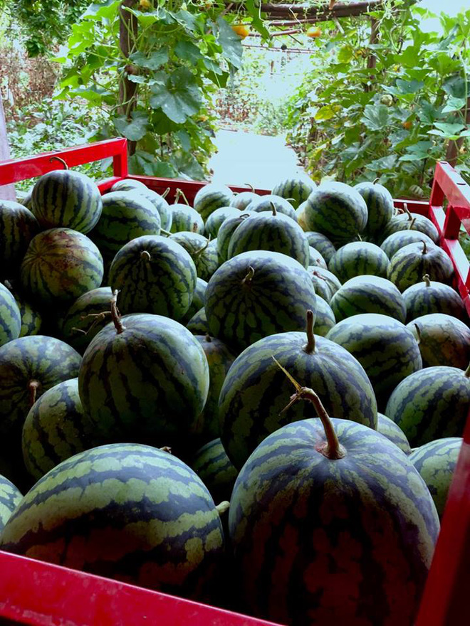 Cuộc sống đẹp như trong mơ với khu vườn không khác gì cổ tích của cô gái trẻ vừa xinh đẹp lại vô cùng đa tài