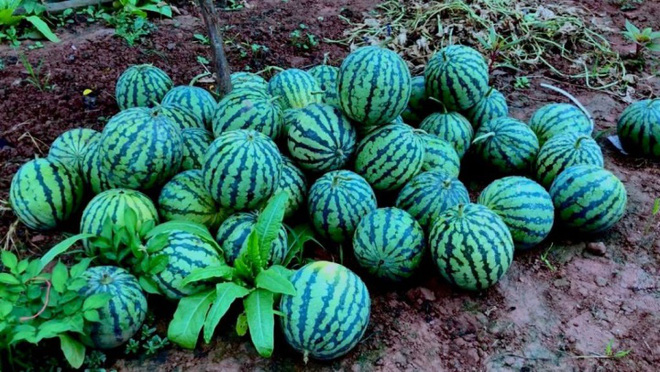 Cuộc sống đẹp như trong mơ với khu vườn không khác gì cổ tích của cô gái trẻ vừa xinh đẹp lại vô cùng đa tài