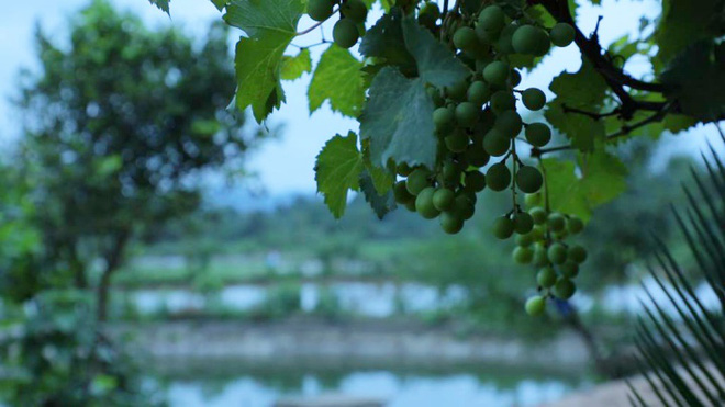 Cuộc sống đẹp như trong mơ với khu vườn không khác gì cổ tích của cô gái trẻ vừa xinh đẹp lại vô cùng đa tài