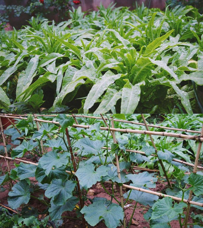 Cuộc sống đẹp như trong mơ với khu vườn không khác gì cổ tích của cô gái trẻ vừa xinh đẹp lại vô cùng đa tài